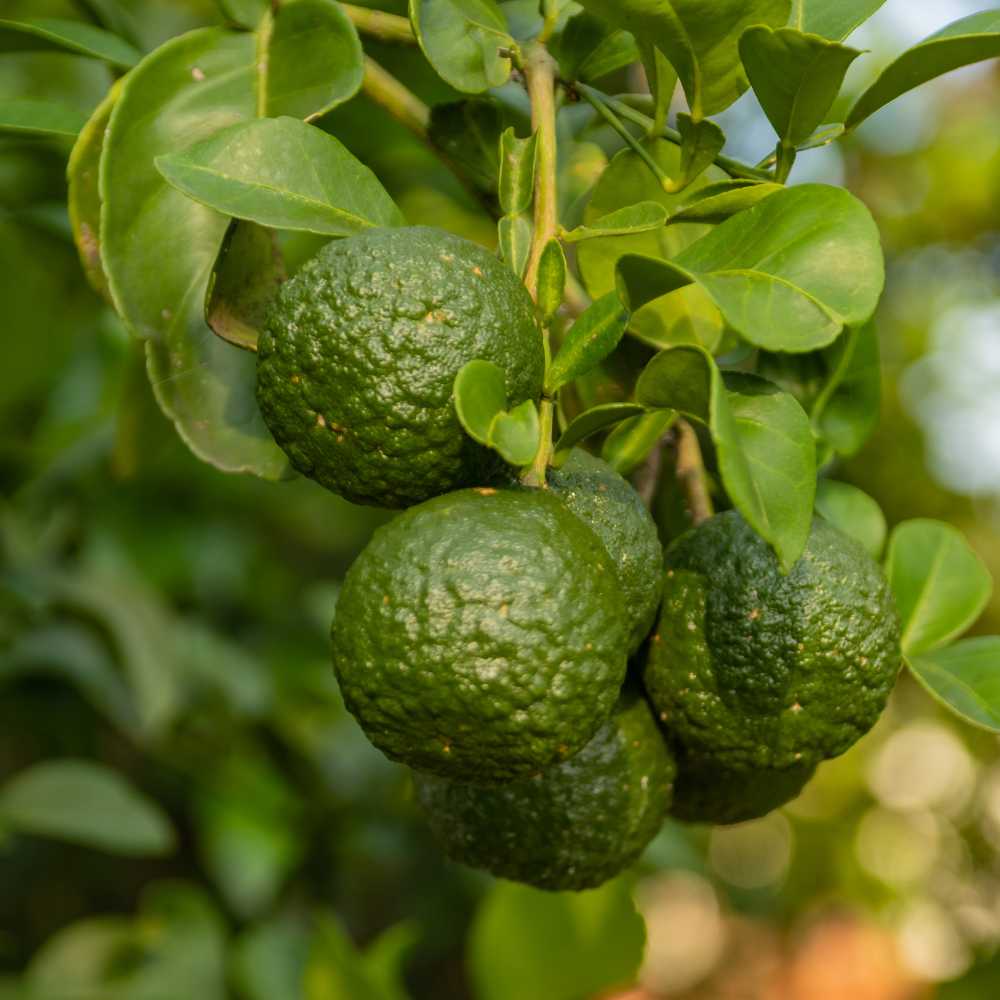 Bergamotto di Calabria