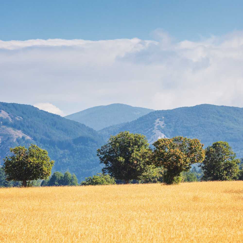 Bergamotto di Calabria